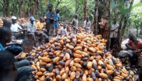 Appraisal of FG’s cocoa value chain support