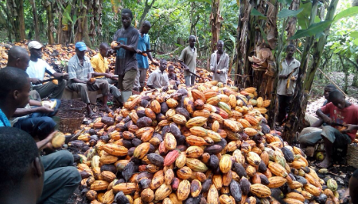 Appraisal of FG’s cocoa value chain support