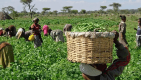 Farmers’ coalition lauds NDDC over $500m agric development fund