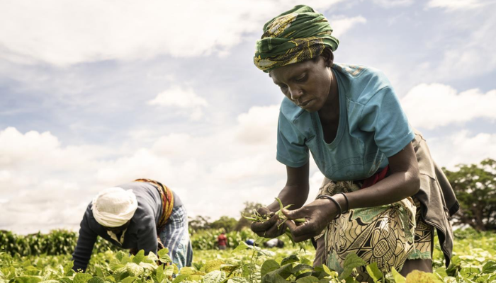 Gov. Lawal and northern governors’ exemplary support to farmers