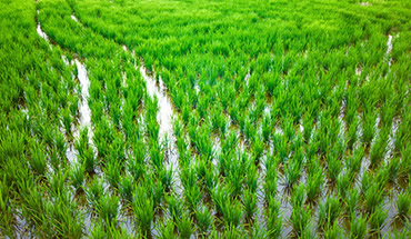 Swamps of OML 83/85 area in Bayelsa State