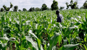 Kaduna to benefit from $500m FG agricultural programme as AGROW enters implementation