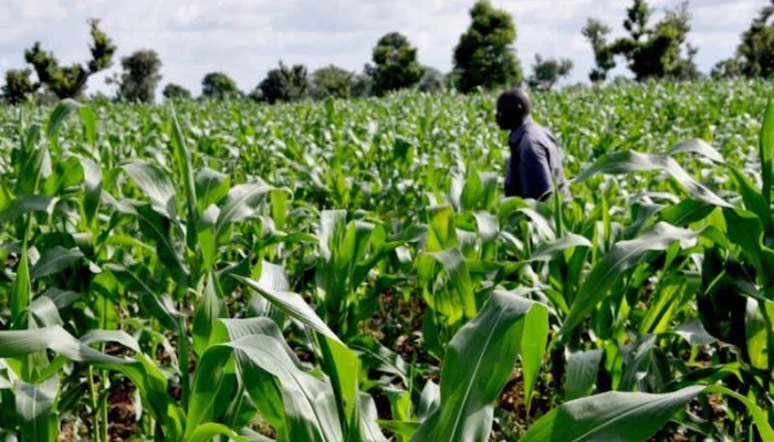 Kaduna to benefit from $500m FG agricultural programme as AGROW enters implementation