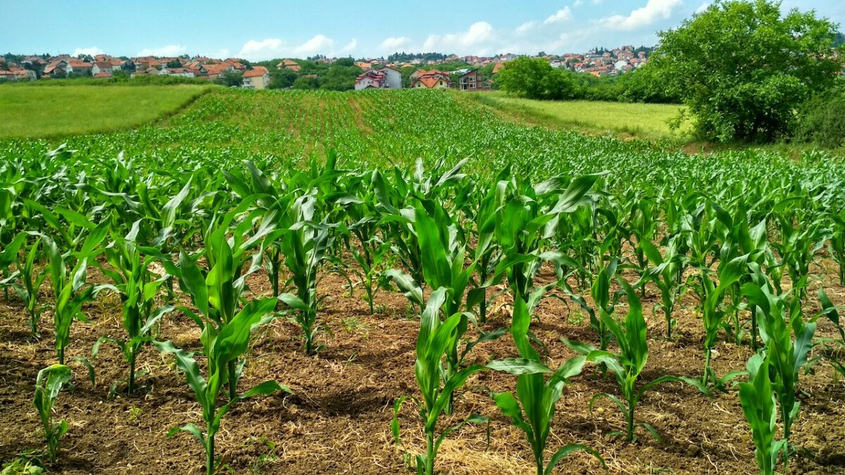 Maize_farming