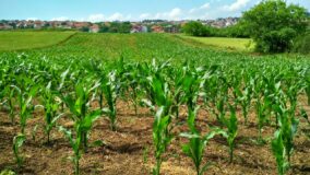Maize_farming